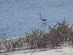 Egretta tricolor