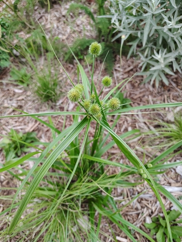 Cyperus echinatus iNat (3)