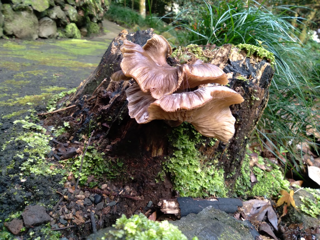 Armillaria novae-zelandiae · June 2025 · photo: © bethmaree (iNaturalist, cc-by)