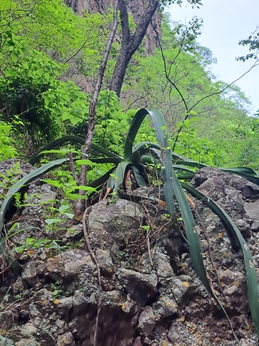 Octopus Agave (Agave vilmoriniana)