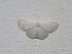 Idaea tacturata
