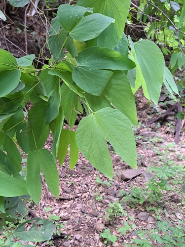 Bauhinia pringlei