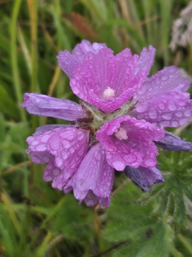 Hairy-stemmed Checker-mallow (Sidalcea hirtipes)