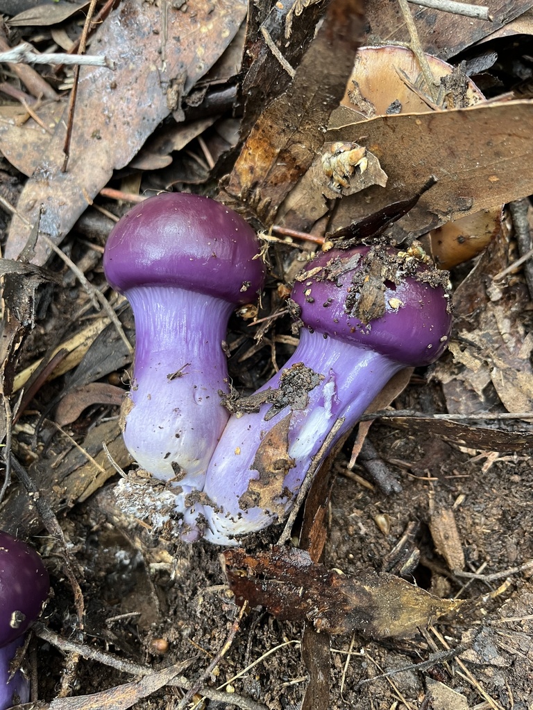 Cortinarius archeri · June 2025 · photo: © c_knut_lord (iNaturalist, cc-by)