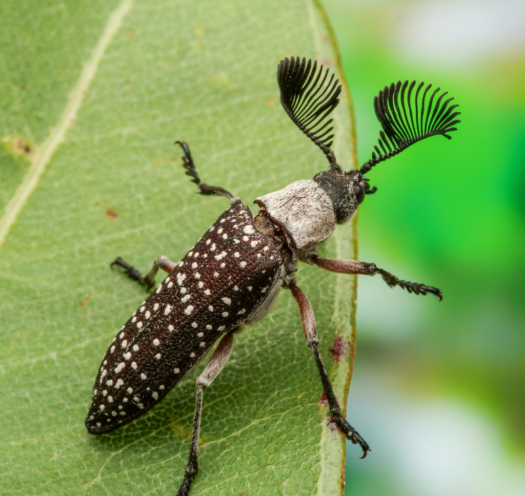 Rhipicera mystacina