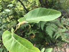 Magnolia salicifolia