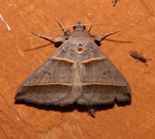 Black-tipped Ptichodis Moth photo 2