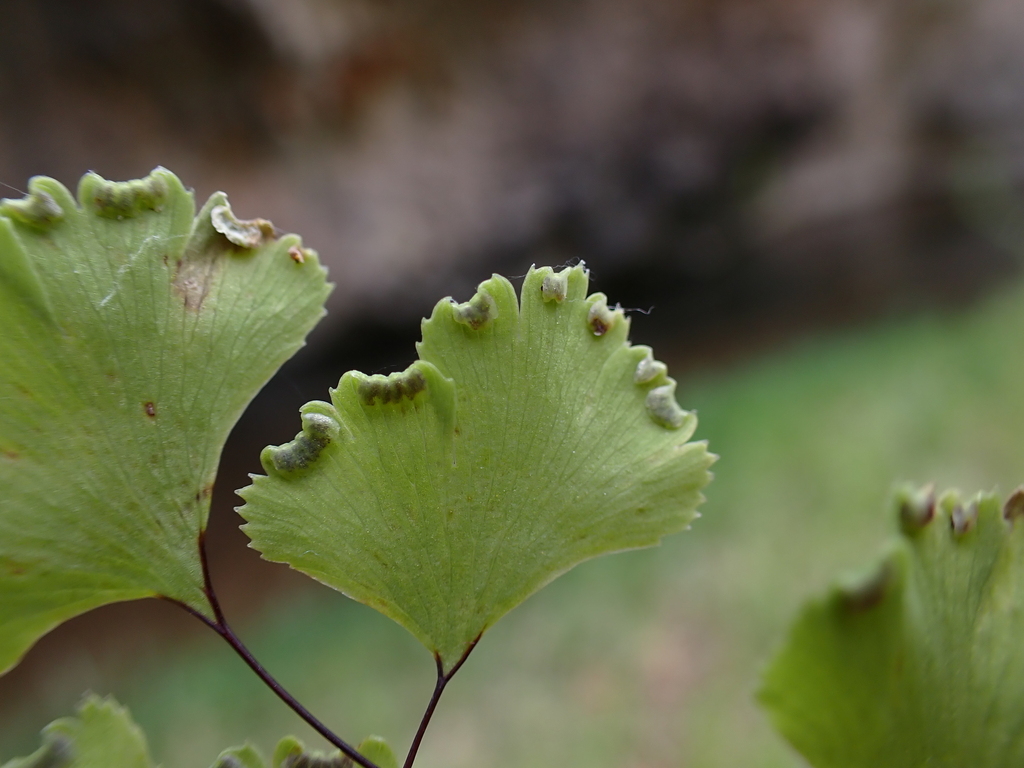 Adiantum capillus-veneris