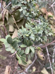 Schotia capitata