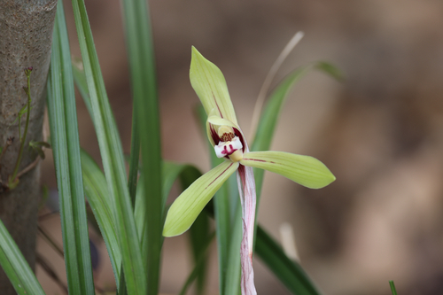 Cymbidium goeringii (Rchb.f.) Rchb.f.