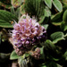 Phacelia californica - Photo (c) Carina，保留部份權利CC BY-SA