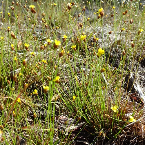 Narrowleaf Yellow-eyed Grass (Xyris stenotera)