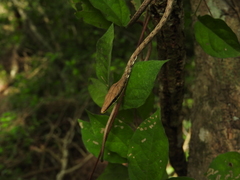 Oxybelis potosiensis