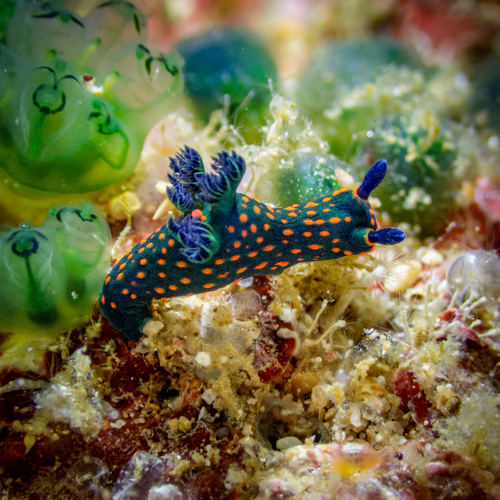 Miller's Nembrotha (Nembrotha milleri)