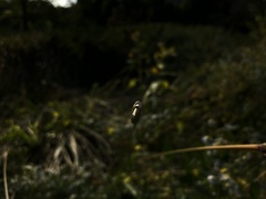 Tripsacum dactyloides