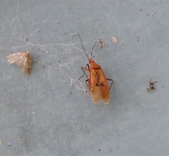 Dysdercus fuscomaculatus