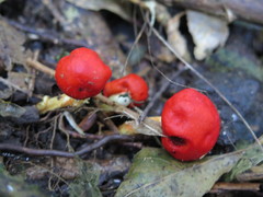 Leratiomyces erythrocephalus