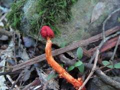 Leratiomyces erythrocephalus