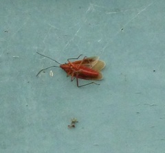 Dysdercus fuscomaculatus