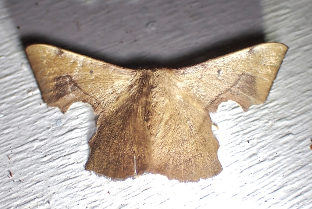 Trogoptera guianaca