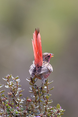 Pink-Tailed Rosefinch photo 2