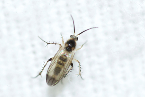 Rondaniella dimidiata