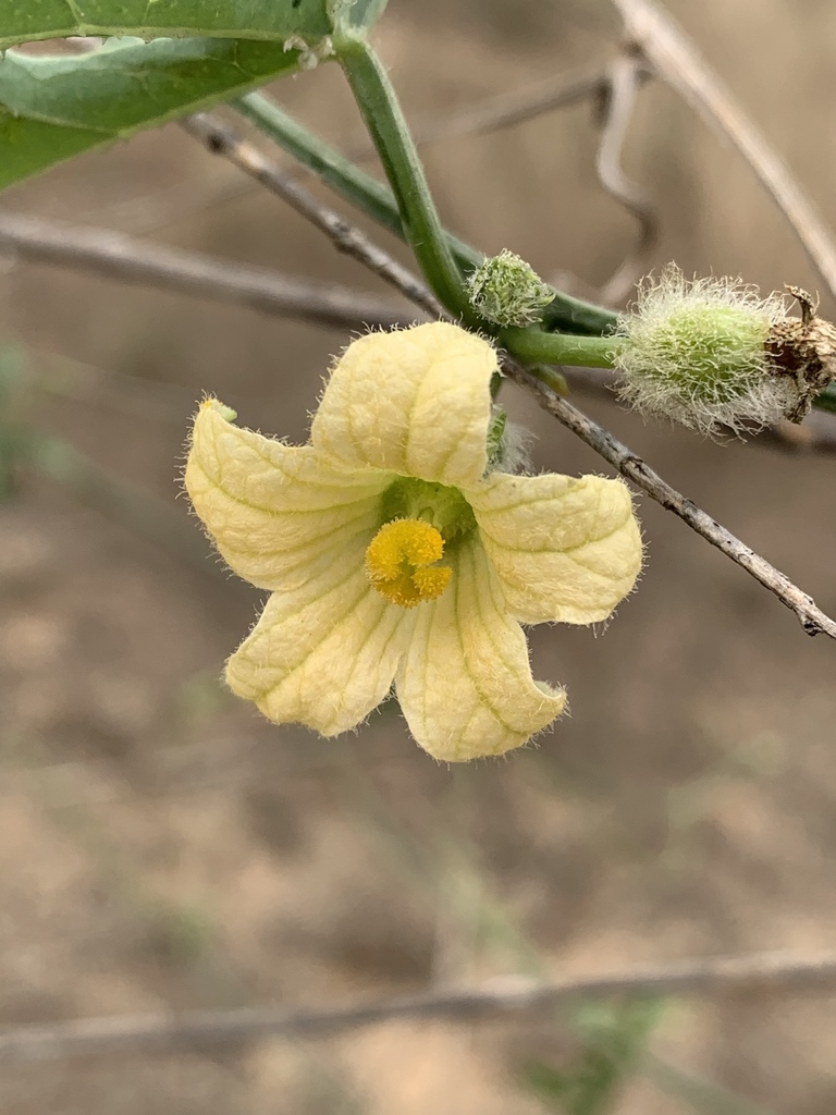 Cucumber Bushpumpkin