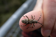 Hexatricha pulverulenta