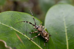 Hexatricha pulverulenta