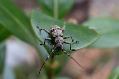 Hexatricha pulverulenta