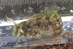 Yatabe Blenny photo 1
