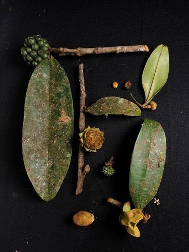 Guatteria pastazae