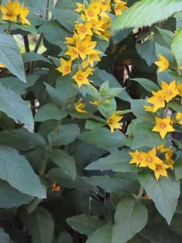 Lysimachia punctata