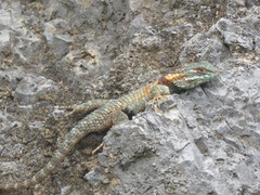 Sceloporus torquatus binocularis