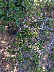 Phryganidia californica