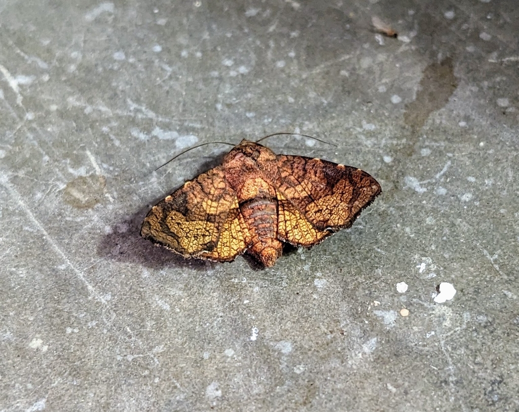 Dysodia ignita