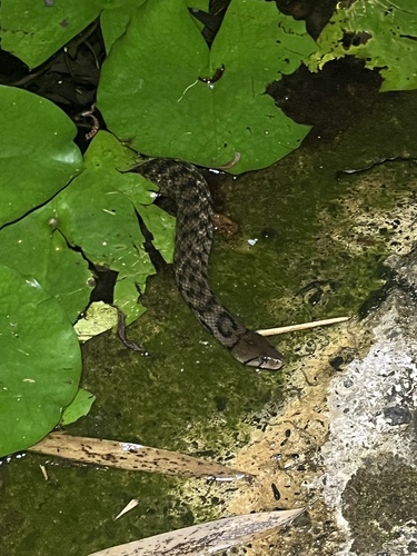 Tikiri Keelback