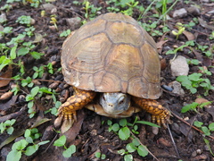 Terrapene carolina mexicana