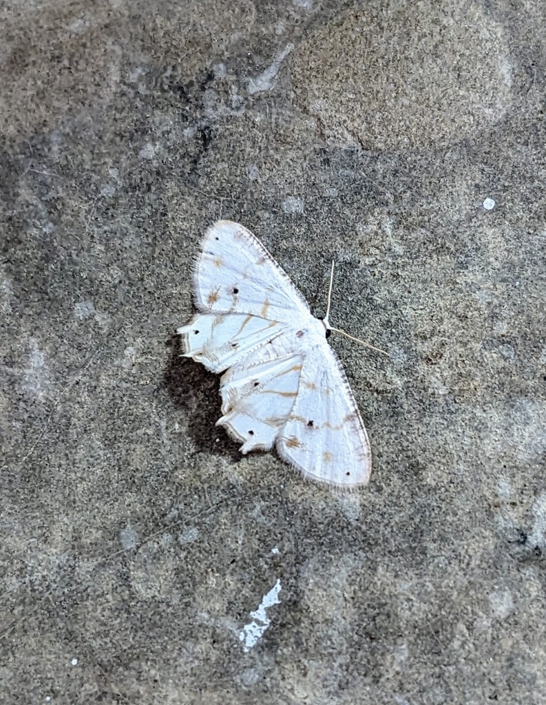 Chionoplema smarti