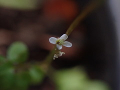 Cardamine forsteri