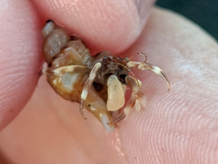 Pagurus hirsutiusculus