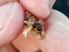 Pagurus hirsutiusculus