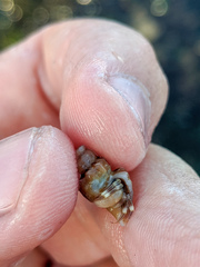 Pagurus hirsutiusculus