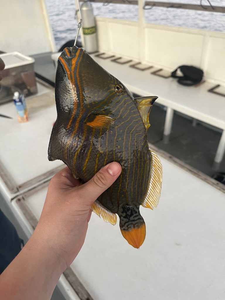 Orange-lined triggerfish
