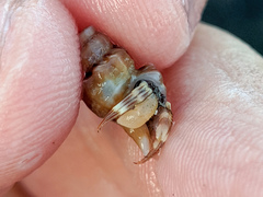 Pagurus hirsutiusculus