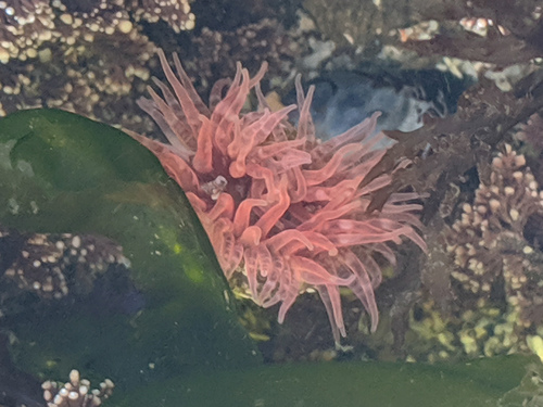 Moonglow Anemone, photo 10 of 10