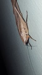 Neoconocephalus