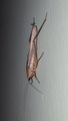Neoconocephalus