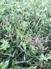 Cyperus pseudothyrsiflorus