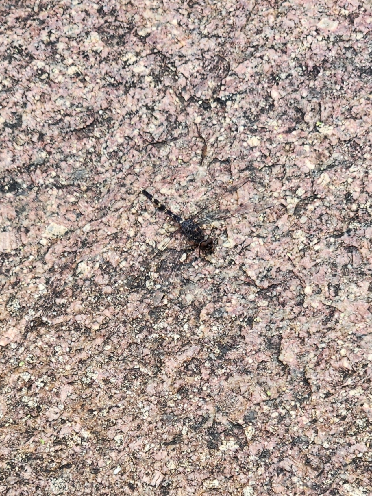 Indian Rockdweller
